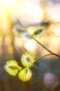 Beautiful willow flowers spring morning in sunlight. Spring template, elegant amazing artistic image. Easter palm sunday holiday. Royalty Free Stock Photo