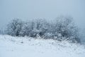 Willows covered in Snow