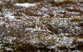 Willow ptarmigan camouflaged in winter colours in the Finnish wilderness