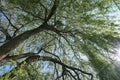 Beautiful willow tree with green leaves growing on sunny day, bottom view Royalty Free Stock Photo