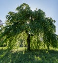 Beautiful willow tree growing in the field covered with the sunlight