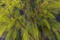 Beautiful willow tree with its vibrant green foliage on the hanging branches. Royalty Free Stock Photo