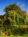 Beautiful willow trees Royalty Free Stock Photo