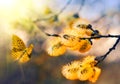 Beautiful willow twigs and colored butterfly in spring at sunrise morning, macro. Amazing elegant artistic image nature in spring Royalty Free Stock Photo