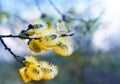 Beautiful willow twigs and white butterfly in spring at sunrise morning, macro. Amazing elegant artistic image nature in spring, Royalty Free Stock Photo