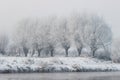 Beautiful willows by the river Royalty Free Stock Photo