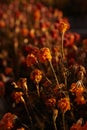 Beautiful wilted marigolds of bright orange color in autumn. Beautiful wilted marigolds of bright orange color in autumn close-up.