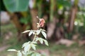 Beautiful wilted roses in late summer