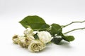 Beautiful wilted white roses against white background Royalty Free Stock Photo