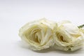 Beautiful wilted white roses against white background Royalty Free Stock Photo