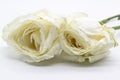 Beautiful wilted white roses against white background Royalty Free Stock Photo