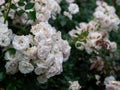 Beautiful wilted white roses in late summer