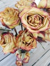 Beautiful wilting dying Halloween fall roses