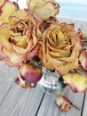 Beautiful wilting dying Halloween fall roses