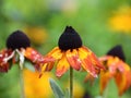 A beautiful wilting rudbeckia with a large black core.