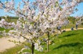 Beautiful Winding Cherry Blossom Lane. Sakura tree in spring.