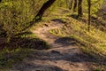 Beautiful winding forest path lit by the sun Royalty Free Stock Photo