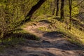 Beautiful winding forest path lit by the sun Royalty Free Stock Photo