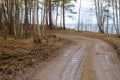 A beautiful winding gravel road on the shore of the Baltic Sea leads through the forest. Ecologically clean, untouched Royalty Free Stock Photo