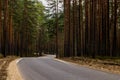 Beautiful winding paved road in a pine forest