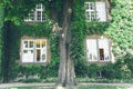 Beautiful window in a wall overgrown by thick green ivy Royalty Free Stock Photo