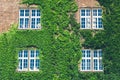 Beautiful window in a wall overgrown by thick green ivy Royalty Free Stock Photo