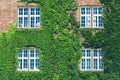 Beautiful window in a wall overgrown by thick green ivy Royalty Free Stock Photo