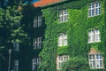 Beautiful window in a wall overgrown by thick green ivy Royalty Free Stock Photo