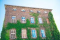 Beautiful window in a wall overgrown by thick green ivy Royalty Free Stock Photo