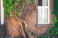 Beautiful window in a wall overgrown by thick green ivy Royalty Free Stock Photo