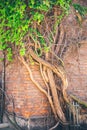 Beautiful window in a wall overgrown by thick green ivy Royalty Free Stock Photo