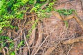 Beautiful window in a wall overgrown by thick green ivy Royalty Free Stock Photo