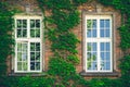 Beautiful window in a wall overgrown by thick green ivy Royalty Free Stock Photo