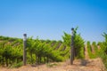 Beautiful Wine Grape Vineyard Farm in the Afternoon Sun