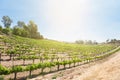 Beautiful Wine Grape Vineyard Farm in the Afternoon Sun