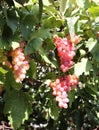 Beautiful wine grapes. Crete, Greece. Royalty Free Stock Photo