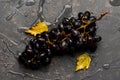 Beautiful wine grapes on a gray backgroundwith yellow leaves Royalty Free Stock Photo