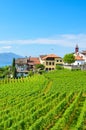 Beautiful wine-growing village Rivaz in Lavaux wine region, Switzerland. Lake Geneva and Swiss Alps in the background. Green