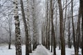 Beautiful winter alley with birchs and poplars Royalty Free Stock Photo