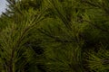 Beautiful winter backdrop. Nice fir branches. Close up. Wonderful background for your text Royalty Free Stock Photo