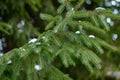 Beautiful winter backdrop. Nice green fir branches with shallow depth of field, Close- up. Royalty Free Stock Photo