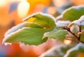 Beautiful winter background with close up frosted leaves