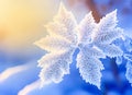 Beautiful winter background with close up frosted leaves and morning sunlight