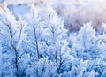 Beautiful winter background with close up frosted leaves and morning sunlight Royalty Free Stock Photo