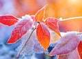 Beautiful winter background with close up frosted maple leaves