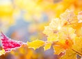 Beautiful winter background with close up frosted maple leaves