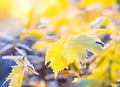 Beautiful winter background with close up frosted maple leaves