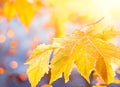 Beautiful winter background with close up frosted maple leaves