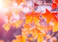 Beautiful winter background with close up frosted maple leaves