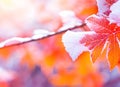 Beautiful winter background with close up frosted maple leaves